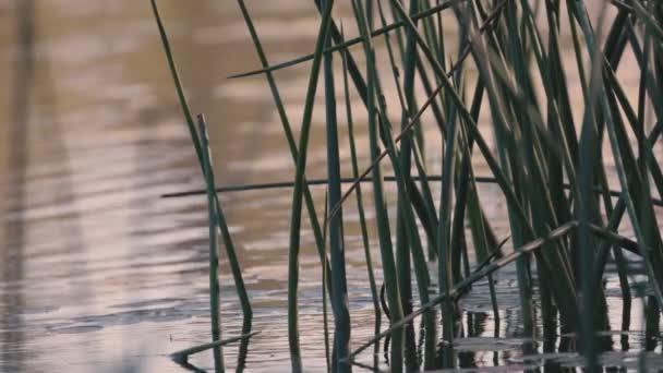 Hierba silvestre alta reflejada en la superficie de un lago — Vídeo de stock