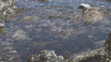 Su gelgit havuzlarının üzerinde yavaş tava