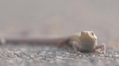 Caddede sürünen bir kertenkelenin alçak açısı