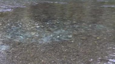 Nehrin etrafında yüzen büyük bir somon sürüsü.