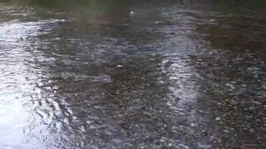 Nehrin üzerinde vızıldayan sivrisinekler ve sinekler