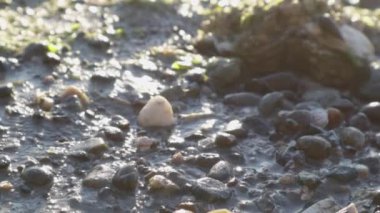 Güneş, dalgaların çekildiği kumsalda parlak bir şekilde parlıyor.