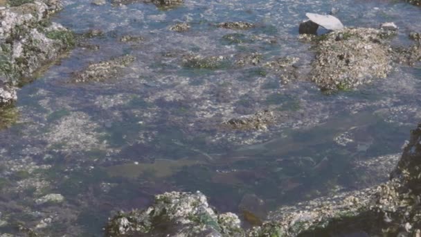 Sartén lenta sobre charcas de agua de marea — Vídeos de Stock