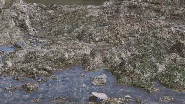 Slow pan over tidal pools of water — Stock Video