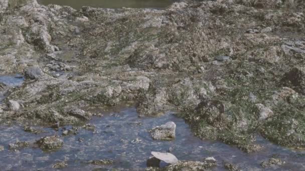 Panela lenta sobre piscinas de maré de água — Vídeo de Stock