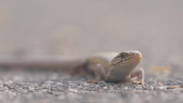 Низький кут повзання ящірки через вулицю — стокове відео