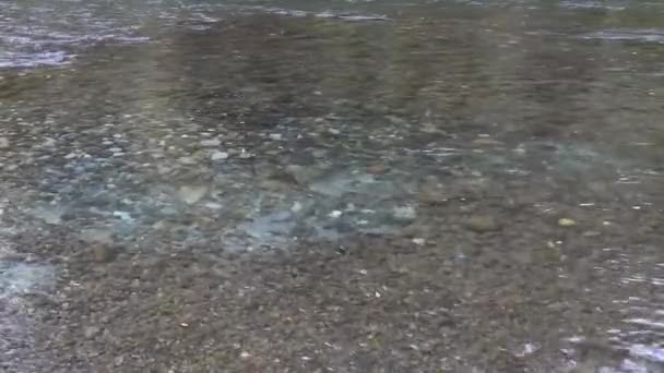 Uma escola de salmão adulto grande nadando em torno de um rio — Vídeo de Stock