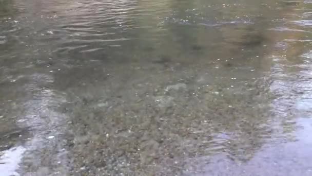 En skola med stora vuxna laxar som simmar runt en flod — Stockvideo