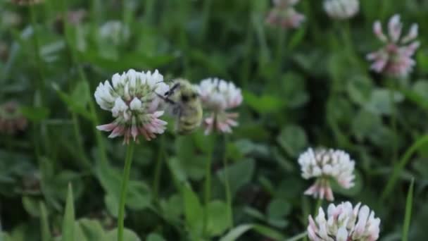Biała koniczyna w pełnym rozkwicie jest polinowana przez pszczołę — Wideo stockowe