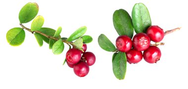 Yeşil yapraklı bir dalda taze taze taze kızılcıklar, beyaz bir arka planda yansımayla izole edilmiş.