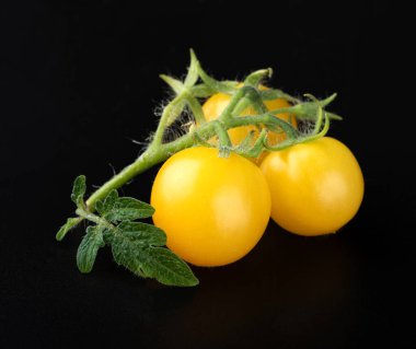 Siyah arkaplanda taze yeşil domates yaprakları olan genç, sarı kiraz domatesleri. Siyah arka planda taze yeşil domates yaprakları olan bir dalda güzel sarı kiraz domatesleri.