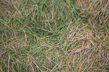 Pirinç tarlasında saman arka planı