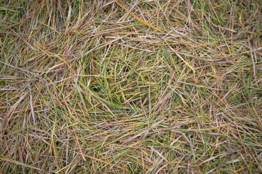 Pirinç tarlasında saman arka planı