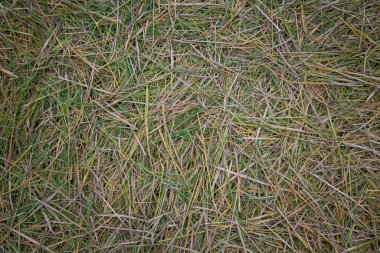 Pirinç tarlasında saman arka planı