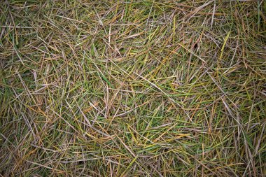 Pirinç tarlasında saman arka planı