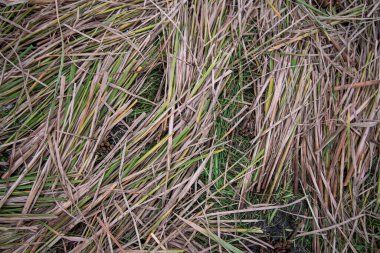 Pirinç tarlasında saman arka planı