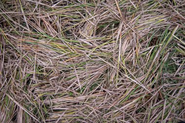 Pirinç tarlasında saman arka planı