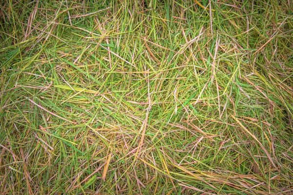 Hay Background Rice Field — Stock Photo, Image