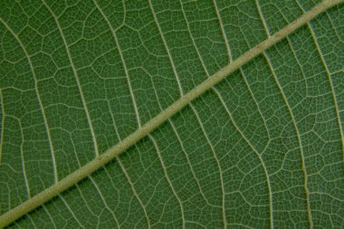 Taze meşe yaprağı dokusu arkaplanı