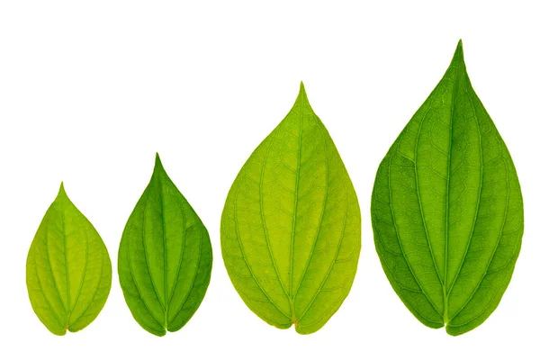 Betel Leaf Isolated White Background — Stock Photo, Image