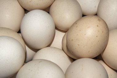 Düzensiz sıralanmış tavuk yumurtaları, yukarıdan çekilmiş bir fotoğraf.