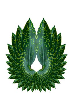 Beyaz arka plan üzerinde izole tropikal yaprak yeşil