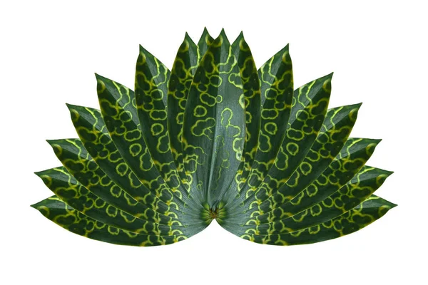 Zelený List Tropické Izolovaných Bílém Pozadí — Stock fotografie