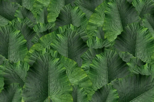 Green Taro Leaves Natural Background — Stock Photo, Image