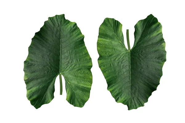 Зеленые Листья Таро Изолированы Белом Фоне — стоковое фото