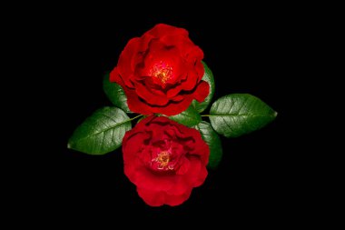 Kırmızı güller izole edilmiş siyah arkaplan, güzel güller