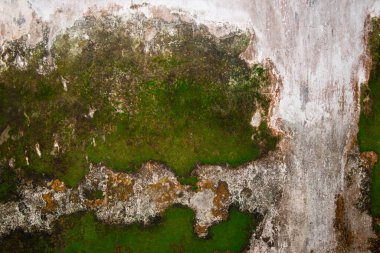 Eski taş duvarda yosun, yosun dokusu arka planda