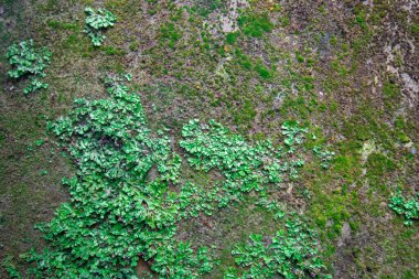 Eski taş duvarda yosun, yosun dokusu arka planda