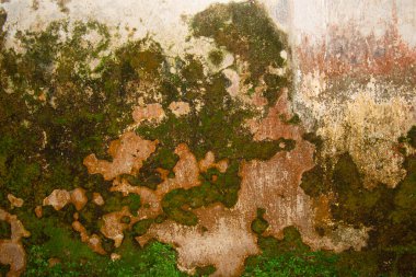 Eski taş duvarda yosun, yosun dokusu arka planda