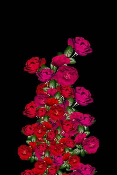 Rose Rosse Isolato Sfondo Nero Belle Rose — Foto Stock