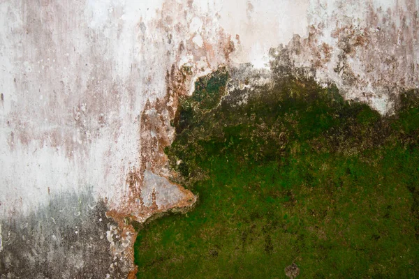 Moos Auf Der Alten Steinmauer Moos Textur Hintergrund — Stockfoto