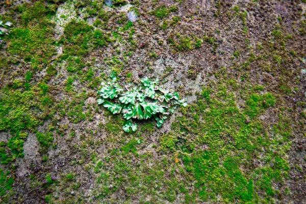 Mousse Sur Vieux Mur Pierre Fond Texture Mousse — Photo