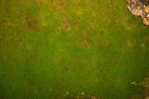 Moss Parede Pedra Velha Fundo Textura Musgo — Fotografia de Stock