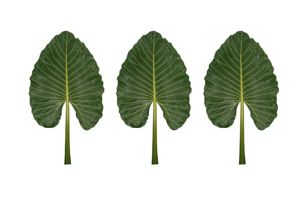 Зеленые Листья Таро Изолированы Белой Спине — стоковое фото