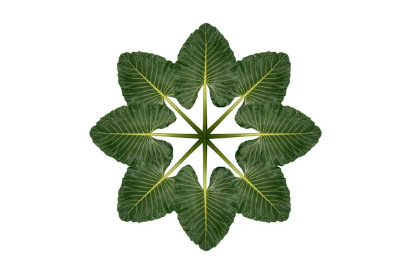 Зелене Листя Таро Ізольоване Білому Фоні — стокове фото