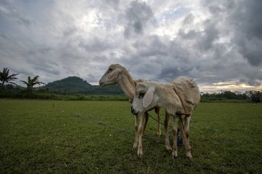 Tarlada keçi / koyun otlak arka planda yenir