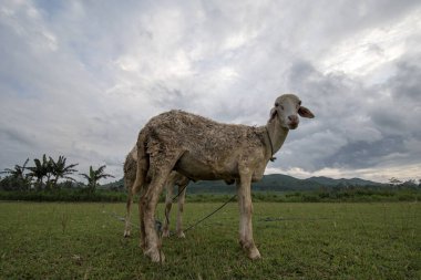 Tarlada keçi / koyun otlak arka planda yenir