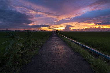 Güneş pirinç tarlalarının üzerinde altın rengi ve dramatik bulutlu gökyüzü ile batıyor..