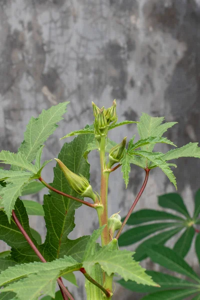 Lady Fingers Πράσινο Λαχανικό Okra Abelmoschus Esculentus Λουλούδια Που Φυτρώνουν — Φωτογραφία Αρχείου