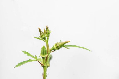 Lady Fingers or Okra vegetables on white background