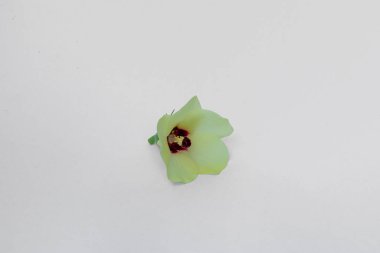 Okra ( Lady Fingers ) flower isolated on a white background