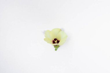 Okra ( Lady Fingers ) flower isolated on a white background