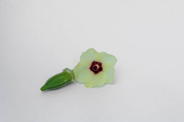 Bamya ve çiçekler beyaz bir arkaplanda izole edilmiş.