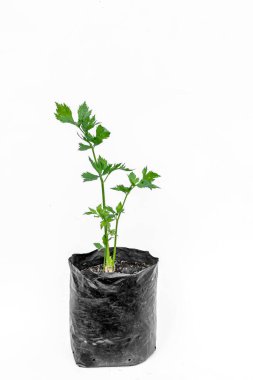 Kereviz bitkileri, beyaz arka planda, çoklu çantalarda.