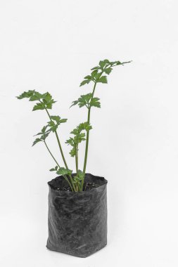 Kereviz bitkileri, beyaz arka planda, çoklu çantalarda.