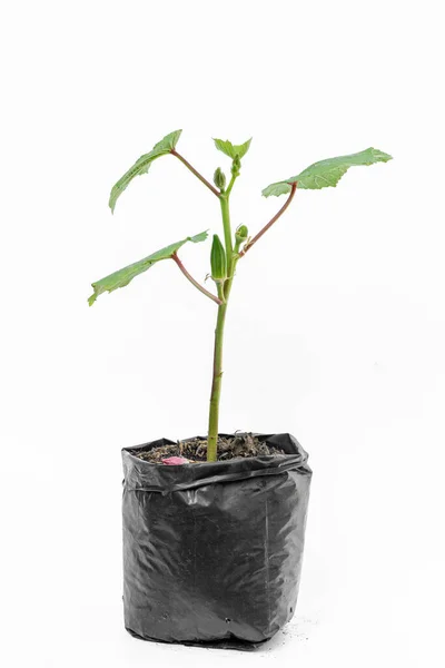 Okra (lady fingers) plant, in polybag on white background